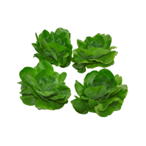 Lechuga Hidroponica