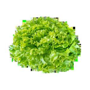 Lechuga Crespa